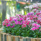 500 MIXED CHINESE PINKS China Rainbow Pink Dianthus Chinensis Bicolor Flower Seeds