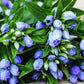 200 BOTTLE GENTIAN (Closed or Blind Gentian / Cloistered Heart) Gentiana Andrewsii Flower Seeds