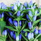 200 BOTTLE GENTIAN (Closed or Blind Gentian / Cloistered Heart) Gentiana Andrewsii Flower Seeds