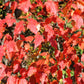 20 Tatarian FLAME MAPLE TREE Red Acer Tataricum Seeds