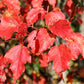 20 Tatarian FLAME MAPLE TREE Red Acer Tataricum Seeds