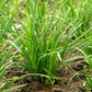 500 CHINESE LEEK (Oriental Garlic / Garlic Chives / Chinese Chives / Flat Chives) Allium Tuberosum Vegetable Seeds