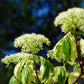 20 RED TWIG DOGWOOD American Red Osier Shrub White Flower Cornus Sericea Seeds