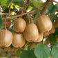 100 KIWI FRUIT Kiwi Actinidia Vine Seeds (Kiwifruit / Hardy Kiwi / Tara Vine / Yang Tao / Chinese Gooseberry / Chinese Strawberry)