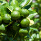 15 KEY LIME Citrus Aurantifolia Fruit Tree Shrub Seeds