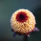 100 TOOTHACHE / EYEBALL PLANT Spilanthes Oleracea Red & Yellow Flower Herb Seeds