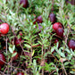 100 Perennial CRANBERRY American Vaccinium Macrocarpon Red Fruit Bush Seeds