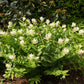 10 SOLOMON'S SPIKE White Western False Seal Maianthemum Racemosum Flower Seeds