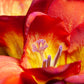 5 ROYAL CHAMPION Mix FREESIA Mixed Colors Pink Blue Purple Yellow Red Orange Flower Seeds