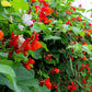 25 SCARLET RUNNER Pole BEAN Ornamental Red Flowers Phaseolus Vulgaris Vegetable Seeds