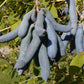 7 BLUE SAUSAGE FRUIT Edible & Ornamental Decaisnea Fargesii Tree Shrub Seeds