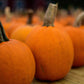 40 SMALL SUGAR PUMPKIN Orange Pie or Carving Cucurbita Pepo Vegetable Seeds