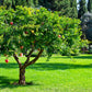 25 POMEGRANATE TREE Punica Granatum Red Fruit Seeds