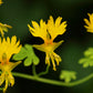 10 CANARY CREEPER NASTURTIUM Vine Tropaeolum Peregrinum Yellow Canarybird Flower Seeds