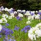 25 WHITE LILY of the NILE Agapanthus Orientalis African Lily Flower Seeds