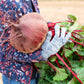 75 Giant Red BEET Mangelwurzel Mangel Mangold Wurzel Mammoth Long Beta Vulgaris Seeds