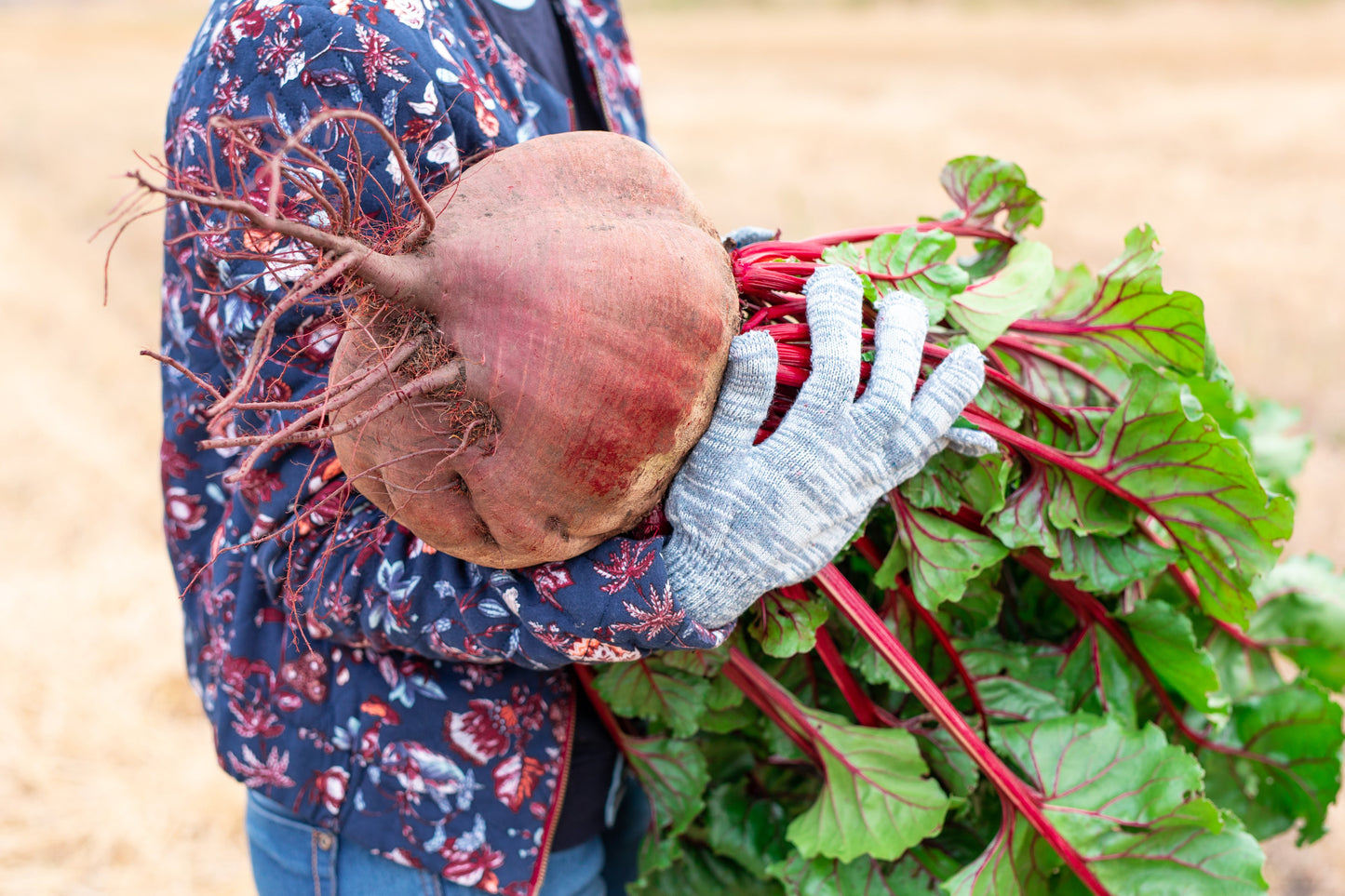 75 Giant Red BEET Mangelwurzel Mangel Mangold Wurzel Mammoth Long Beta Vulgaris Seeds