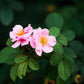 15 Pink WOOD'S ROSE Bush Mountain Rose Rosa Woodsii Fragrant Flower Seeds