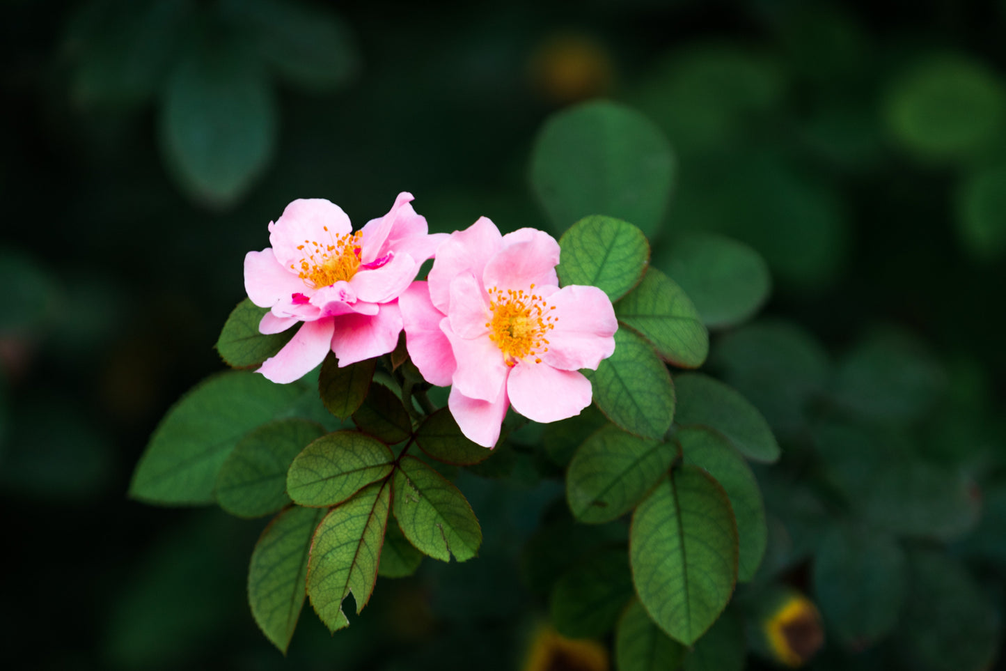 15 Pink WOOD'S ROSE Bush Mountain Rose Rosa Woodsii Fragrant Flower Seeds