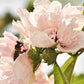 1000 BULK Mixed Colors ROSE Of SHARON HIBISCUS Syriacus Flower Tree Shrub Seeds