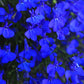 200 Electric Blue MONSOON LOBELIA Erinus Flower Seeds