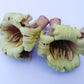 20 INDIAN TRUMPET Flower TREE (Midnight Horror / Broken Bones Plant / Tree of Damocles) Oroxylum Indicum Seeds