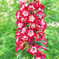 10 SCARLET PENSTEMON Hartwegii Beardtongue Red & White Flower Seeds