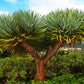 10 DRAGON TREE Dracaena Draco Canary Island Drago Blood Asparagus Yucca Evergreen Succulent Houseplant Orange Berry White Flower Seeds