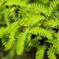 10 Thornless HONEYLOCUST Gleditsia Triacanthos Inermis Imperial Honey Locust Golden Yellow Tree Seeds