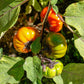 25 RUFFLED RED EGGPLANT Pumpkin On A Stick Edible & Ornamental Solanum Melongena Seeds