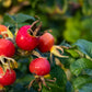 10 WHITE JAPANESE ROSE Rosa Rugosa Alba Bush Rugosa Rose Flower Seeds