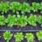 500 Dutch CORN SALAD Lambs Lettuce Valerianella Locusta Herb Vegetable Seeds
