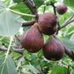 30 COMMON Edible FIG TREE Ficus Carica Purple Brown Skin Pink Flesh Fruit Seeds