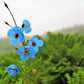 10 BLUE HIMALAYAN POPPY Tibetan Meconopsis Betonicifolia Flower Seeds