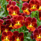 50 RED & YELLOW PANSY Violet Viola Wittrockiana Flower Seeds