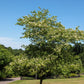 50 WASHINGTON HAWTHORN Crataegus Phaenopyrum Mayflower Shrub Tree Edible Fruit & White Flowers Seeds