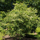 50 WASHINGTON HAWTHORN Crataegus Phaenopyrum Mayflower Shrub Tree Edible Fruit & White Flowers Seeds