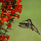 200 STANDING CYPRESS (Scarlet Gilia) Ipomopsis Rubra Flower Seeds