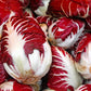 100 RADICCHIO DI TREVISO Radicchio Rose Vegetable Seeds
