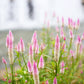 100 FLAMINGO FEATHER Wheat CELOSIA Spicata Pink & White Flower Seeds