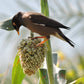 100 Wild Game FOOD PLOT SORGHUM aka Milo Deer & Game Bird Bicolor Seeds