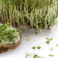 1500 UPLAND CRESS American Land Cress Barbarea Verna Creasy Vegetable Herb Seeds