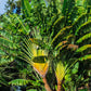 10 TRAVELLER'S PALM TREE Ravenala Madagascariensis Flower Houseplant Seeds