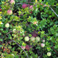 100 Perennial CRANBERRY American Vaccinium Macrocarpon Red Fruit Bush Seeds