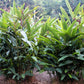5 KAT GINGER Pink & Yellow Shell Alpinia Katsumadai Hayata Flower Herb Seeds
