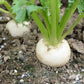300 WHITE EGG TURNIP Brassica Rapa Vegetable Seeds