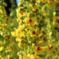 150 YELLOW VERBASCUM Thapsus Common Mullein Flower Herb Seeds