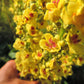 150 YELLOW VERBASCUM Thapsus Common Mullein Flower Herb Seeds