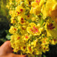 100 MIXED COLORS VERBASCUM Verbascum Phoeniceum Flower Seeds