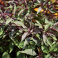 50 CHOCOLATE Joe PYE WEED Eupatorium Rugosum Flower Seeds